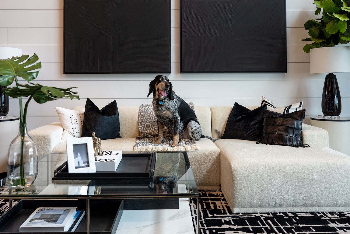 modern living room with black and white design and a dog on the couch
