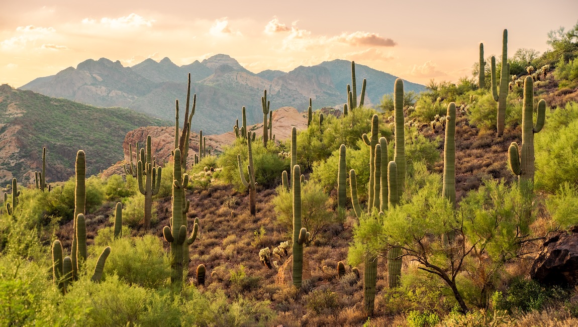 Sunset at Bulldog Canyon in the Sonoran Desert in Apache Junction, AZ in Tonto National Forest