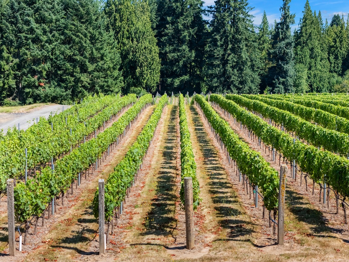 Rows of vineyard vines stretching across the landscape near Ridgefield, Washington, on a sunny day.