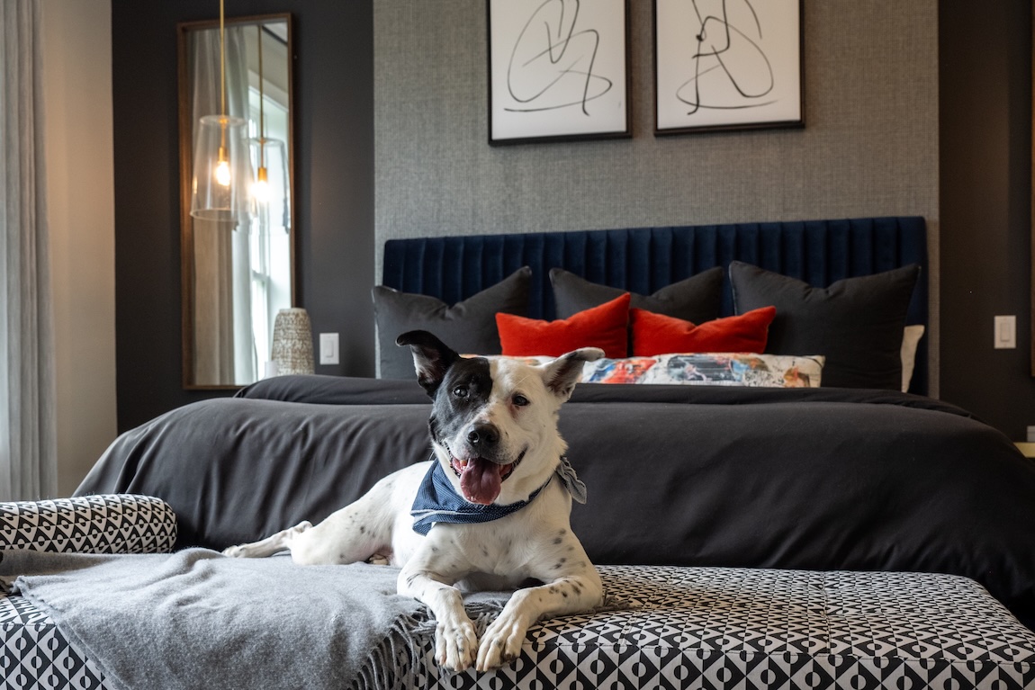 Dog relaxing in a stylish bedroom with upholstered seating and modern decor.