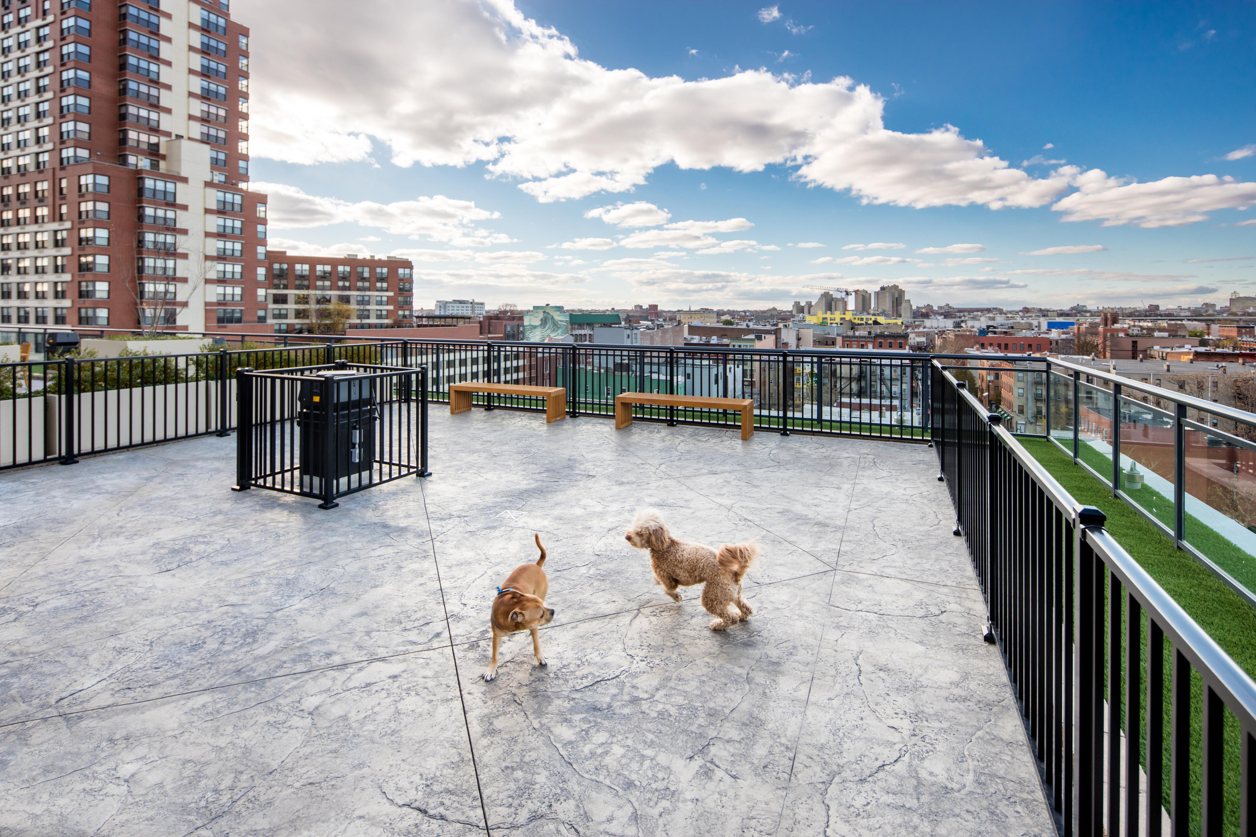 Two dogs playing on a rooftop terrace of an apartment building.