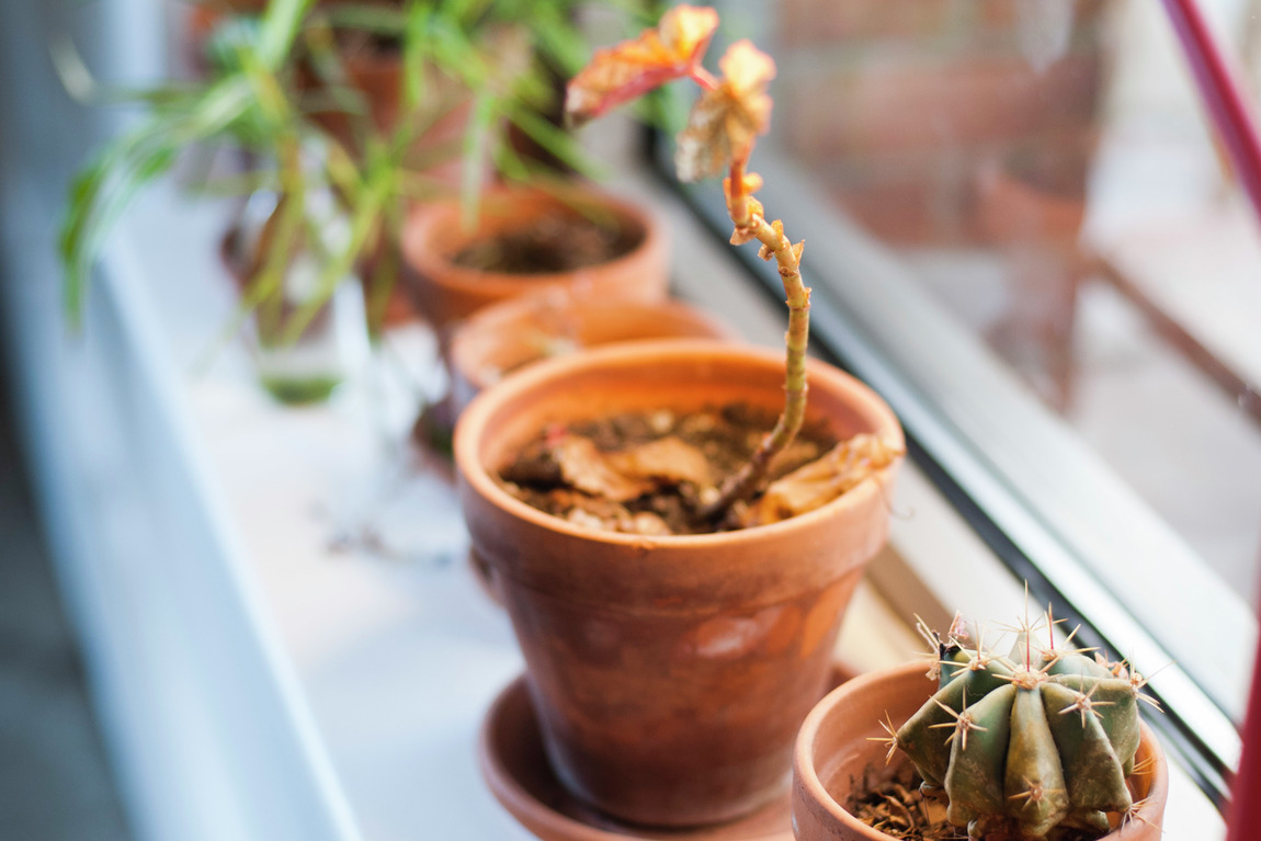 Windowsill herb garden