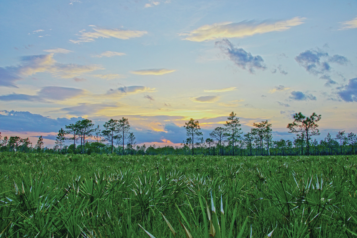 Beautiful natural landscape in central Florida