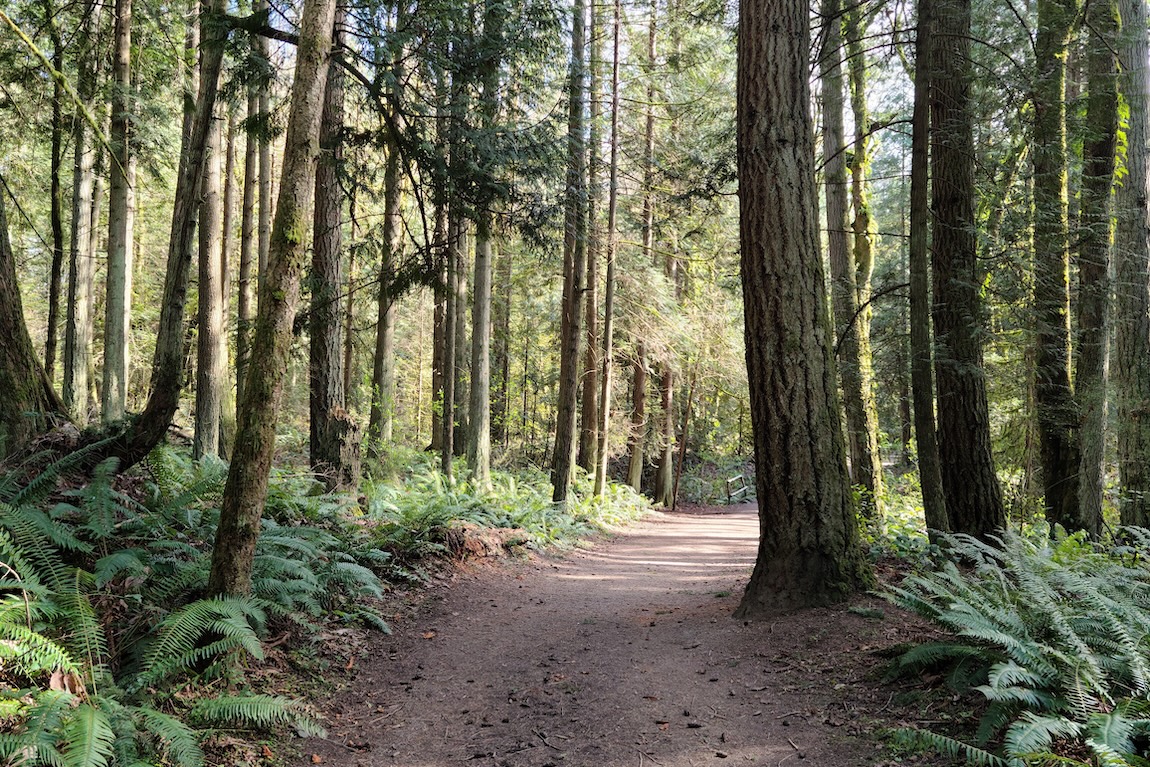 trail in the woods in Washington